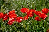 wind, wind-blowed, windswept, grass, spear, blade, leaf of grass, weed, weeds, field, meadow, green, nature, bend, bending away, bending, wave, waving, billowy, wavy, coherent, big, large, great, continuous, allergy, cold, soft, wheat, ear, cornfield, harassed, troubled, distraction, trepidity, trepidancy, agriculture, agricultural land, red, poppy, poppies, blossom, bloom, flower, flowers, close-up, standing, Kiss L�szl�, L�szl� Kiss