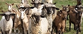 sheep, sheep flock, fold, ovine, fleece, flock, wool, field, reserve, animal, to spit, homestead, farm, boondocks, boonies, nature, breeding, 2008, CD 0020, Kiss Lszl, Lszl Kiss