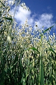 oats, plant, farmland, agriculture, feed, fodder, forage, farm product, food product, groceries, animal fodder, oat-grain, oatflake, oatmeal, fodder-plant, spike, cereals, CD 0052, Kiss L�szl�, L�szl� Kiss