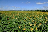 sunflower field, sunflower, food product, groceries, farmland, sunflower-seed oil, agriculture, plant, sunflower leaves, agrarian production, horizon, boundary, sky, blue, blue sky, cloud, beer, rows, farm produce, farm product, sunflower s plate, sunshine, sunny, sunlit, sunflowers, leaf, green, husk, blossom, bloom, flower, core, oil, plate, feed, fodder, forage, summer, on the sun, rotary, pollen, petal, pounce, pistil, yellow, brown, shaft, CD 0052, Kiss L�szl�, L�szl� Kiss