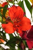 green, yellow, red, bouquet, composition, orange, budding, decor, rich vegetation, pistil, leaf, freesia, blossom, bloom, flower, plant, color, colour, colourful, vivid, petal, CD 0200, Kiss L�szl�, L�szl� Kiss