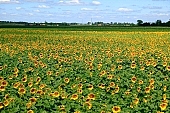biodiesel, sunflower field, plantation, core, gas oil, diesel oil, diesel fuel, sunflower-seed oil, boundary, sunflower, food product, groceries, farmland, agriculture, plant, sunflower leaves, agrarian production, horizon, sky, blue, blue sky, cloud, farm produce, farm product, sunflower s plate, sunshine, sunny, sunlit, sunflowers, leaf, green, husk, blossom, bloom, flower, oil, plate, feed, fodder, forage, summer, on the sun, rotary, pollen, petal, pounce, pistil, yellow, brown, shaft, CD 0052, Kiss Lszl, Lszl Kiss