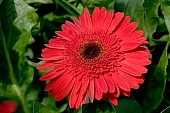 gerbera, flower, petal, shaft, plant, a flower, grow, amiable, beautiful, warm, critter, haze, steam, vapor, climate, red, green, glass, greenery, glasshouse, light, thermal, heater, window, double, CD 0026, Kiss Lszl, Lszl Kiss