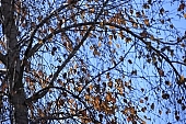 tree, limb, leaf, leaves, branch, bough, twig, branches, bole, tree trunk, day, daytime, sky, blue, autumn, clour of autumn, nature, passing, forest, red, yellow, brown, shining gold, glittering gold, sunlight, bright, colourful, vivid, park, plant, green, sunshine, greenery, birch tree, white treetrunk, CD 0014, Kiss L�szl�, L�szl� Kiss
