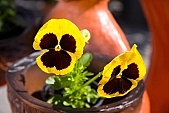 pansy, blossom, bloom, flower, bouquet, yellow, green, spring, exhibition, beauty, beautiful, pretty, beauteous, flavor, aroma, odor, perfume, scent, petal, leaf, wedding, nuptials, girdle, rope, wreath, flower petal, colourful, vivid, shaft, CD 0033, Kiss L�szl�, L�szl� Kiss