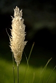 grass, green, flower, nature, garden, black, white, spear, blade, leaf of grass, plant, picture, image, photo, photograph, scenic, rounded, pampa grass, outside, flower-garden, rich vegetation, fluffy, along, botanical, spaciousness, big, long flower, autumn, october, November, blossom, bloom, botany, scenery, foto, Kiss L�szl�, L�szl� Kiss