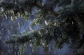 fir, pinewood, pine bough, fir branch, evergreen, plant, rain, winter, season, seasons, cold, snow, snowfall, fall of snow, Christmas, Christmas tree, celebrate, solemn, holiday, green, pine needles, coniferous wood, to foin, cone, pine-cone, silver fir, spruce, snowy, mountain, forest, field, garden, flower-garden, decor, pine scent, pine, larchtree, christmas card, green christmas, festive season, merry christmas, CD 0015, Kiss L�szl�, L�szl� Kiss