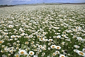 flower, flowers, field, meadow, wild flower, wild flowers, bouquet, gift, flavor, aroma, odor, perfume, scent, balmy, fragrant, redolent, sweet, yellow, white, circle, round, herb, infusion of herbs, herbaria, herbarium, camomile, tea, chamomile tea, beauty, beautiful, pretty, a lot of, much, crowd, legion, gardener, horticulture, floral, green, leaf, leaves, sunlight, sunshine, nature, blue, sky, blue sky, cloud, clouds, canopy of heaven, cope of heaven, firmament, hill, hillside, Leucanthemum vulgare, daisy, marguerite, Kiss L�szl�, L�szl� Kiss