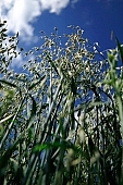 oats, plant, fodder-plant, spike, agricultural cultivation of plants, farmland, agriculture, feed, fodder, forage, farm product, food product, groceries, animal fodder, oat-grain, oatflake, oatmeal, cereals, CD 0052, Kiss L�szl�, L�szl� Kiss