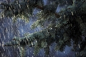fir, pinewood, pine bough, fir branch, evergreen, plant, rain, winter, season, seasons, cold, snow, snowfall, fall of snow, Christmas, Christmas tree, celebrate, solemn, holiday, green, pine needles, coniferous wood, to foin, cone, pine-cone, silver fir, spruce, snowy, mountain, forest, field, garden, flower-garden, decor, pine scent, pine, larchtree, christmas card, green christmas, festive season, merry christmas, CD 0015, Kiss L�szl�, L�szl� Kiss