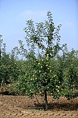 apple, green, yellow, unseasoned, red, fruit, leaf, leaves, tree, limb, fruit tree, apple tree, mature, orchard, garden, agriculture, countryside, grower, farmer, gardener, nature, bio, health, healthy lifestyle, fitness, wellness, vitamins, delicious, juicy, round, eatable, edible, food, sunlight, sunshine, morning, growth, market, still-life, much, bunch, outdoors, knowledge, tree of knowledge, Eden, Europe, Hungary, loneliness, lonely, blue sky, burden, heavy, ground, soil, outside, Kiss L�szl�, L�szl� Kiss
