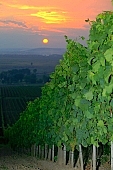 grapes, Tokaj, cordon, arbor, hill, hillside, delicious, juicy, eatable, edible, vitamins, bio, health, healthy lifestyle, wellness, fitness, skin, parallel, limitless, perspective, village, countryside, nature, vine-stock, vine, vineyard, grapes garden, bunch of grapes, cluster of grapes, cluster, curl, vintage, vineculture, vine-arbor, sun, sunlight, sunshine, sky, close-up, standing, flash, fall of day, dawn, cloud, sun-ray, descending, colourful, vivid, clouds, sunset, in the cloud, organized rows, recumbent, picture, image, scenery, dust, smoke, fume, wide, distant, aslope, rain, red, sun-disk, goldyellow, yellow, orange, backlight, backlit, final, last, ultimate, ray, sunbeam, sun, night, evening, autumn, must, Kiss L�szl�, L�szl� Kiss
