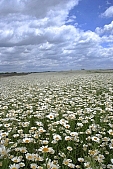 flower, flowers, field, meadow, wild flower, wild flowers, bouquet, gift, flavor, aroma, odor, perfume, scent, balmy, fragrant, redolent, sweet, yellow, white, circle, round, herb, infusion of herbs, herbaria, herbarium, camomile, tea, chamomile tea, beauty, beautiful, pretty, a lot of, much, crowd, legion, gardener, horticulture, floral, green, leaf, leaves, sunlight, sunshine, nature, blue, sky, blue sky, cloud, clouds, canopy of heaven, cope of heaven, firmament, hill, hillside, Leucanthemum vulgare, daisy, marguerite, Kiss L�szl�, L�szl� Kiss