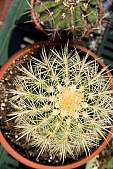 cactus, bur, burr, dolly, prick, prickle, prod, spike, spine, thorn, close-up, blossom, bloom, flower, green, plant, desert, exhibition, exchange, background, to foin, prickly, stinging, yellow, cactus flower, nature, growth, development, accession, accretion, gain, Kiss L�szl�, L�szl� Kiss