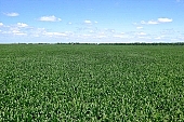 corn field, corn, fodder corn, of birds eye view, corn-growing, grain, feed, fodder, forage, corncob, farmland, corn-stalk, corn yield, agriculture, horizon, blue sky, cloud, sky, leaf of maize, sweet corn, cob, growth, corn-eye, green, farm product, cornflour, floss, green corn, corn-cob, domestic animal corn, corn-oil, field, plough-land corn, CD 0052, Kiss L�szl�, L�szl� Kiss