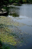 water, waterfront, river, dead channel, brush, subfamily, mosquito, gnat, skeeter, frog, standing, calm, quiet, silence, nature, duckweed, Kiss Lszl, Lszl Kiss
