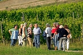 grapes, arbor, hill, hillside, delicious, juicy, eatable, edible, vitamins, bio, health, healthy lifestyle, wellness, fitness, wine, parallel, limitless, perspective, village, countryside, nature, vine, vine-stock, vineyard, vintage, vineculture, vine-arbor, people, tourism, tourists, excursionist, hiker, tourist, touristic, grapes garden, Kiss L�szl�, L�szl� Kiss