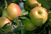 apple, green, yellow, red, fruit, leaf, leaves, tree, limb, fruit tree, apple tree, streaked, mature, orchard, garden, agriculture, countryside, grower, farmer, gardener, nature, bio, health, healthy lifestyle, fitness, wellness, vitamins, delicious, juicy, round, eatable, edible, food, sunlight, sunshine, morning, growth, market, still-life, much, outdoors, outside, knowledge, tree of knowledge, Eden, Europe, Hungary, burden, heavy, close-up, Kiss L�szl�, L�szl� Kiss