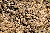 beet, sugar beet, soil, ground, mud, brown, carrot, sugar, close-up, outdoors, outside, agriculture, grower, producer, farmer, Kiss L�szl�, L�szl� Kiss