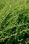 agriculture, seed growing, plant, core, vegetation, farm product, farmland, sowing, growth, boundary, field, radish, CD 0052, Kiss L�szl�, L�szl� Kiss