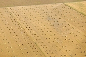 hemp transport, air photograph, air photo, air photos, hemp, aerials, aerial, Mindszent, order, frame, method, regime, set-up, system, systemic, yellow, sheaf, bale, summer, housing, harvest, field, meadow, junk, hemp production, hemp trade, hemp bond, Hungary, birds eye view, high, environment, ambience, plan, air, of birds eye view, regular, bag, poke, cod, sac, sack, string, tether, cord, line, tie, twine, CD 0029, Kiss L�szl�, L�szl� Kiss
