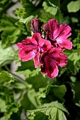 freesia, lacyflower, brindle, pied, variegated, fancy, pink, purple, tressed, tressy, , delicious, petal, flavor, aroma, odor, perfume, scent, shaft, decor, bravery, finery, pomp, bouquet, drone, phalanx, phalanges, stamen, leaf, green, blossom, bloom, flower, plant, exhibition, life, happiness, spring, meadow, field, nature, Kiss L�szl�, L�szl� Kiss