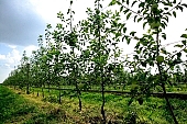 blue sky, blue, sky, cloud, clouds, light, shadow, perspective, apple, grass, green, road, stick, fence, tree, soil, ground, heaven, Eden, garden, agriculture, nature, forest, arbor, hose-pipe, tap, wire, nuggets, sunlight, sunshine, countryside, outdoors, sun, apple garden, outside, Kiss Lszl, Lszl Kiss