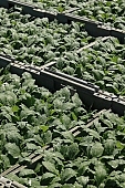 Felgyo, blossom, bloom, flower, flower plant, hothouse plant, nurseling, seed-bed, hall, greenery, glasshouse, heater, aspersion, alimentary substances, eutrophic, ground, bin, window box, Lada, hose, warm, critter, haze, steam, vapor, microclime, paprika, tomato, cabbage, kohlrabi, turnip cabbage, cauliflower, cucumber, green, lettuce, to close, to stand up, to grow up, plant physiology, shoot, at the very start, evolution, to cultivate, rich vegetation, lookout, view, dank, humid, lush, moist, wet, growth, flora, vegetable kingdom, vegetable life, woman, to burgeon, outdoors, without doors, nature, natural world, new beginning, new start, straight, shaft, sprit, capillary, root, indoors, within, equipment, apparatus, lustful, gross, fullness, plentiful, vascular plant, alone, to align, to straighten, grown, germination, nursling, beginning, leaf on a plant, sun, down, beauty, color, colour, delicacy, photosynthesis, oxygen, carbon dioxide, CD 0012, Kiss L�szl�, L�szl� Kiss