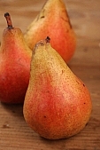 russet pear, pear, hasting pear, white butter pear, red, yellow, orange, pear tree, warden, growth, fruit, perry, william pear, CD 0088, Kiss László, László Kiss