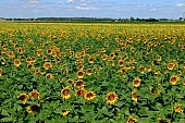 biodiesel, diesel, sunflower field, sunflower, fuel, gas, farmland, sunflower-seed oil, agriculture, plant, sunflower leaves, agrarian production, food product, groceries, horizon, boundary, sky, blue, blue sky, cloud, beer, rows, farm produce, farm product, sunflower s plate, sunshine, sunny, sunlit, sunflowers, leaf, green, husk, blossom, bloom, flower, core, oil, plate, feed, fodder, forage, summer, on the sun, rotary, pollen, petal, pounce, pistil, yellow, brown, shaft, CD 0052, Kiss L�szl�, L�szl� Kiss