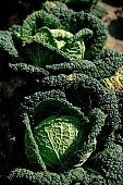 green, bright, savoy cabbage, cabbage, leaf, leaves, cabbage leaf, water, dew, water drop, tear, tear-drop, tearful, wet, rain, rain drop, bio, health, healthy, healthy lifestyle, fitness, wellness, vitamins, vegetarian, shell, countryside, agriculture, cultivation, grower, producer, farmer, garden, horticulture, gardener, soil, eatable, edible, food, salad, vegetable, outdoors, Hungary, round, circle, marble, nature, natural, alone, singleton, single, loneliness, lonely, environment, ambience, light, shadow, perspective, neighbor, nearby, pair, two, standing, ground, drops, Kiss Lszl, Lszl Kiss