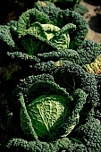 green, bright, savoy cabbage, cabbage, leaf, leaves, cabbage leaf, water, dew, water drop, tear, tear-drop, tearful, wet, rain, rain drop, bio, health, healthy, healthy lifestyle, fitness, wellness, vitamins, vegetarian, shell, countryside, agriculture, cultivation, grower, producer, farmer, garden, horticulture, gardener, soil, eatable, edible, food, salad, vegetable, outdoors, Hungary, round, circle, marble, nature, natural, alone, singleton, single, loneliness, lonely, environment, ambience, light, shadow, perspective, neighbor, nearby, pair, two, standing, ground, drops, Kiss L�szl�, L�szl� Kiss