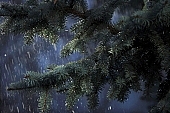 pinewood, evergreen, plant, rain, winter, season, christmas card, forest, seasons, night, cold, snow, snowfall, fall of snow, Christmas, Christmas tree, celebrate, solemn, holiday, green, pine needles, coniferous wood, to foin, pleasant, fir, cone, pine-cone, silver fir, spruce, snowy, mountain, field, garden, flower-garden, decor, pine scent, pine, pine bough, fir branch, larchtree, green christmas, festive season, merry christmas, CD 0015, Kiss L�szl�, L�szl� Kiss