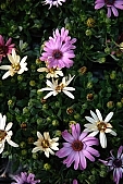 daisy, purple, white, chrysanthemum, blossom, bloom, flower, plant, petal, flavor, aroma, odor, perfume, scent, shaft, decor, bravery, finery, pomp, budding, bouquet, exhibition, leaf, life, happiness, spring, garden, meadow, field, green, Kiss L�szl�, L�szl� Kiss