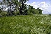 grazer, wind, wind-blowed, grass, spear, blade, leaf of grass, weed, weeds, field, meadow, green, nature, bend, bending away, bending, wave, waving, wavy, coherent, big, large, great, continuous, allergy, cold, soft, arable, clod, earth, ploughland, tillage, plow, countryside, cloud, clouds, blue, sky, blue sky, standing, tree, trees, greenery, crown, mature, column, electric pylon, pylon, electric line, wheat, ear, cornfield, agriculture, agricultural land, forest, Kiss L�szl�, L�szl� Kiss
