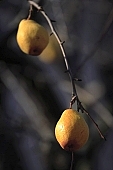 tree, pear, plant, outdoors, outside, garden, fruit, orchard, fruit tree, branch, bough, twig, yellow, day, sunlight, ripe, unseasoned, season, autumn, core, color, colour, colors, colours, CD 0014, pear tree, pear trees, deadwood, dead bough, reddish, warden, sleepy, jacket, form, shape, pear shape, sagging, to sag, branches, pears, stewed fruit, conserve, bottled fruit, to mature, fruit skin, fruit jacket, candied peel, two pears, daytime, CD 0014, Kiss L�szl�, L�szl� Kiss