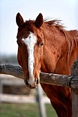 horse, horse head, fold, horses, foal, hack, brood-mare, blood-horse, ride, horse riding, homestead, farm, horse homestead, nature, forest, field, rider, 2008, CD 0020, Kiss Lszl, Lszl Kiss