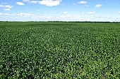 corn field, corn-growing, grain, feed, fodder, forage, corncob, farmland, corn-stalk, corn yield, agriculture, horizon, blue sky, cloud, sky, of birds eye view, leaf of maize, sweet corn, fodder corn, cob, corn, growth, corn-eye, green, farm product, cornflour, floss, green corn, corn-cob, domestic animal corn, corn-oil, field, plough-land corn, CD 0052, Kiss L�szl�, L�szl� Kiss