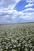 flower, flowers, field, meadow, wild flower, wild flowers, bouquet, gift, flavor, aroma, odor, perfume, scent, balmy, fragrant, redolent, sweet, yellow, white, circle, round, herb, infusion of herbs, herbaria, herbarium, camomile, tea, chamomile tea, beauty, beautiful, pretty, a lot of, much, crowd, legion, gardener, horticulture, floral, green, leaf, leaves, sunlight, sunshine, nature, blue, sky, blue sky, cloud, clouds, canopy of heaven, cope of heaven, firmament, hill, hillside, Leucanthemum vulgare, daisy, marguerite, seed growing, Kiss L�szl�, L�szl� Kiss