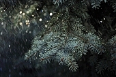 glitter, pinewood, pine bough, fir branch, evergreen, plant, rain, winter, nature, season, seasons, green, cold, snow, snowfall, fall of snow, Christmas, fir, Christmas tree, celebrate, solemn, holiday, pine needles, coniferous wood, to foin, cone, pine-cone, silver fir, spruce, snowy, mountain, forest, field, garden, flower-garden, decor, pine scent, pine, larchtree, christmas card, weather, green christmas, festive season, merry christmas, CD 0015, Kiss L�szl�, L�szl� Kiss