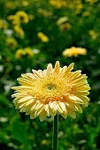 gerbera, blossom, bloom, flower, petal, shaft, plant, grow, warm, critter, haze, steam, vapor, climate, white, yellow, striate, striped, orange, green, glass, double, greenery, glasshouse, light, thermal, heater, window, CD 0026, Kiss Lszl, Lszl Kiss