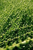 agriculture, sowing, seed growing, plant, core, vegetation, farm product, farmland, growth, boundary, field, radish, CD 0052, Kiss L�szl�, L�szl� Kiss