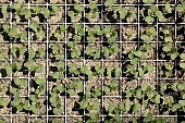 ground, bin, window box, Lada, hose, hothouse plant, nurseling, seed-bed, hall, greenery, glasshouse, heater, aspersion, alimentary substances, eutrophic, warm, critter, haze, steam, vapor, microclime, paprika, tomato, cabbage, kohlrabi, turnip cabbage, cauliflower, cucumber, green, lettuce, Felgyo, blossom, bloom, flower, flower plant, to close, to stand up, to grow up, plant physiology, vascular plant, shoot, at the very start, evolution, to cultivate, rich vegetation, lookout, view, dank, humid, lush, moist, wet, growth, flora, vegetable kingdom, vegetable life, woman, to burgeon, outdoors, without doors, nature, natural world, new beginning, new start, straight, shaft, sprit, capillary, root, indoors, within, equipment, apparatus, lustful, gross, fullness, plentiful, alone, to align, to straighten, grown, germination, nursling, beginning, leaf on a plant, sun, down, beauty, color, colour, delicacy, photosynthesis, oxygen, carbon dioxide, CD 0012, Kiss L�szl�, L�szl� Kiss