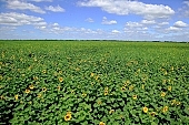 sunflower field, plant, sunflower, agrarian production, food product, groceries, farmland, horizon, boundary, sky, blue, blue sky, cloud, beer, rows, farm produce, agriculture, farm product, sunflower s plate, sunshine, sunny, sunlit, sunflower-seed oil, sunflowers, leaf, green, husk, blossom, bloom, flower, core, oil, plate, feed, fodder, forage, summer, on the sun, rotary, pollen, petal, pounce, pistil, yellow, brown, shaft, CD 0052, Kiss L�szl�, L�szl� Kiss