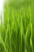national traits, national peculiarities, Christmas, wheat, green, white, white background, Luca, Luca name-day, drop, drops, water drop, soil, tile, flower-pot, plant, care of plants, December, air, young, firstling, ethnography, photo, foto, photos, photographs, photograph, picture, image, scenery, images, pictures, Kiss L�szl�, L�szl� Kiss