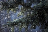 fir, pinewood, evergreen, Christmas, plant, winter, rain, season, cold, snow, celebrate, solemn, holiday, snowfall, fall of snow, Christmas tree, green, pine needles, coniferous wood, to foin, cone, pine-cone, silver fir, spruce, snowy, mountain, forest, field, garden, flower-garden, decor, pine scent, pine, larchtree, christmas card, green christmas, festive season, merry christmas, pine bough, fir branch, seasons, CD 0015, Kiss L�szl�, L�szl� Kiss