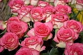 rose, blossom, bloom, flower, bouquet, red, pink, green, valentines day, prick, prickle, spine, thorn, spike, spring, exhibition, beauty, beautiful, pretty, beauteous, eternal, perpetual, eternal love, passion, flavor, aroma, odor, perfume, scent, petal, leaf, rose bath, wedding, nuptials, girdle, rope, wreath, flower petal, colourful, vivid, rambler, rose bush, shaft, rose-water, rose water, bed of roses, rosary, rosarium, rosaria, rose garden, rose-tree, rose-wood, attar, rose-window, wheel-window, rosebud, rose-leaf, rose-diamond, CD 0033, Kiss L�szl�, L�szl� Kiss