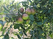 apple, green, yellow, red, white, fruit, leaf, leaves, tree, limb, fruit tree, apple tree, mature, orchard, garden, agriculture, countryside, grower, farmer, gardener, nature, bio, health, healthy lifestyle, fitness, wellness, vitamins, delicious, juicy, round, eatable, edible, food, sunlight, sunshine, light, morning, growth, market, still-life, outdoors, knowledge, tree of knowledge, Eden, Europe, Hungary, shadow, burden, heavy, much, blue sky, holiday, �rett