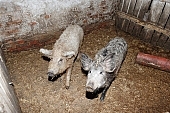 animal, homestead, farm, boondocks, boonies, nature, hog, pig, swine, piges, swines, piggery, straw, reserve, breeding, 2008, CD 0020, Kiss L�szl�, L�szl� Kiss