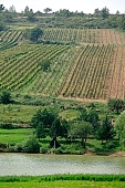tree, nature, grapes, arbor, vine-arbor, hill, hillside, valley, grass, garden, countryside, greenery, crown, mature, green, water, waterfront, standing, oak, oaktree, Mad, Borsod, Kiss L�szl�, L�szl� Kiss